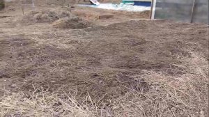 ГДЕ ВЗЯТЬ БЕСПЛАТНО ПЛОДОРОДНУЮ ЗЕМЛЮ И  МУЛЬЧУ