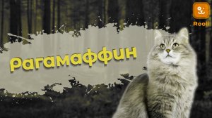 Американская короткошерстная кошка в семье: Что нужно знать будущим владельцам