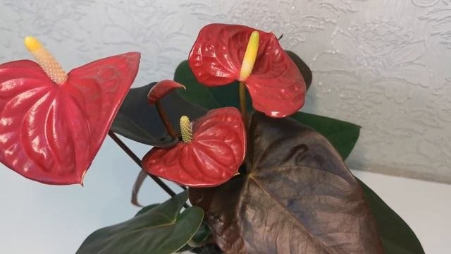 #ЦветыВместе Антуриум Корал Чемпион Anthurium Coral Champion 12/40