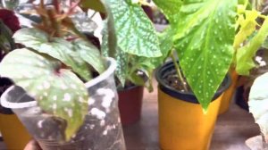 Обзор Кейн бегоний.