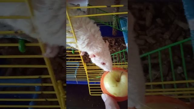 Чем кормить крысу, яблоком? смотреть онлайн