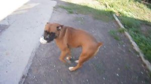 Собака боксер с мячом против палки. Boxer dog with ball against the stick. 拳師犬與對棍球。