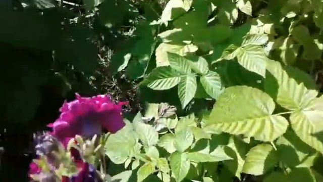 Петуния. Микс. смотреть онлайн