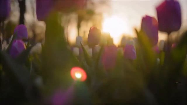 Одинокая женщина это неприлично? Вспомним советский х/ф "Родня" смотреть онлайн