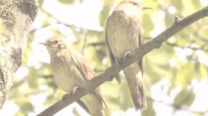 Ой калина,ой малина