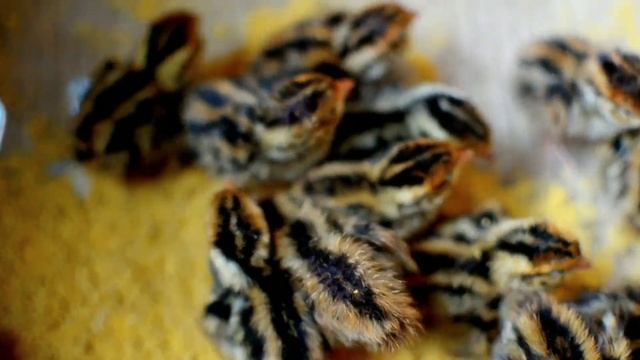 Relax muza,душевные музыки,расслабляться,для сны,duygusal müzik, dinlenmek, uyumak için,жүректезұйқ смотреть онлайн