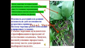 Успешное разведение черемши