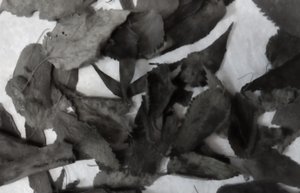 Заготовка листьев крапивы для аквариумных креветок, анциструсов и других рыб