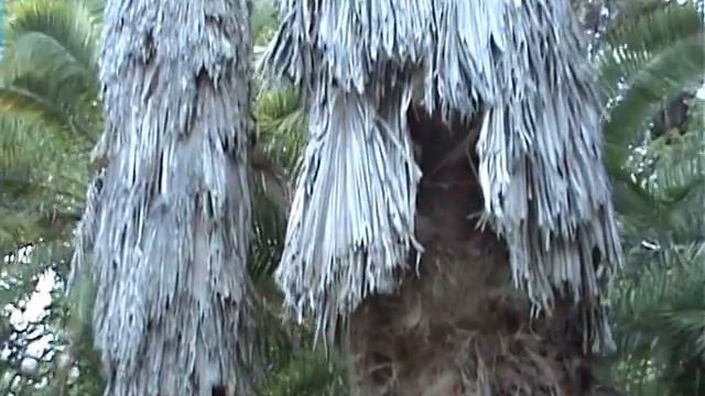 Сочи Дендрарий смотреть онлайн