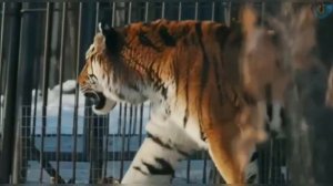 🔥Кто сильнее Амурский тигр или Бурый медведь #animals #wildlife