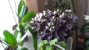 ВЛОГ?. КОМНАТНЫЕ РАСТЕНИЯ В ИНТЕРЬЕРЕ.♦СОВЕТЫ  по УХОДУ. (март2019)