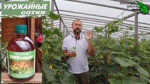 ВОТ КТО ПРИНЕС ВАМ ЗАРАЗУ ПАУТИННОГО КЛЕЩА!  Огурцы опять желтеют и всё без толку? Сделайте ТАК!