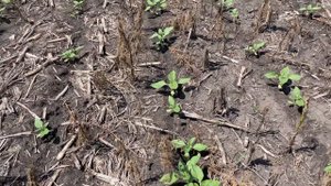 Выращивание подсолнечника по технологии No-Till.08.06.21.