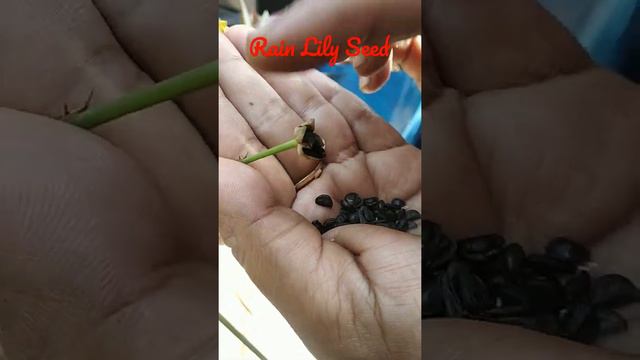 Rain Lily Seed Collection