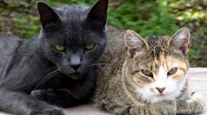 Как приучить кота к кличке? | Какую кличку выбрать? | Что делать если кот не отзывается?