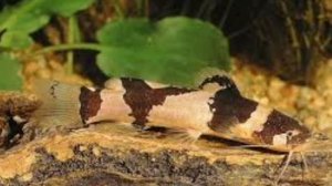 Топ-10 редких аквариумных сомов #сом #catfish