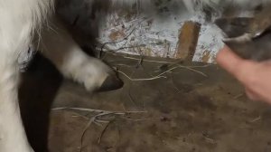 Стрижка копыт у козы .