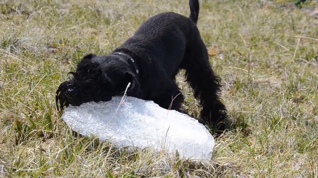 Dog is eating ice Собака ест лед