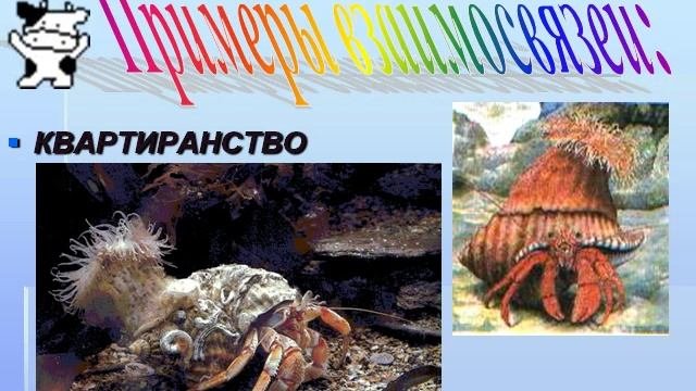 Презентация Взаимоотношения между организмами