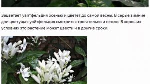 Уайтфельдия КРАСИВЫЕ ЦВЕТЫ ДЛЯ ДОМА И САДА