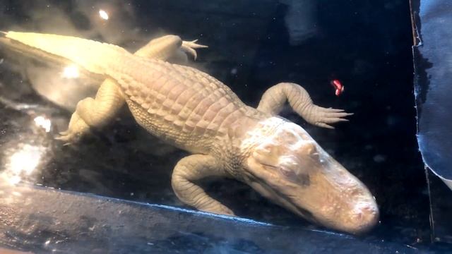 АЛЛИГАТОР ИЛИ КРОКОДИЛ? ФЛОРИДА(2019) смотреть онлайн