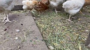 Купила Детское питание для котят