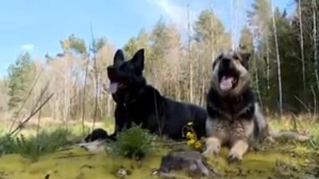 Слишком много хвостов №13 смотреть онлайн