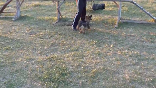 атака немецкой овчарки - Лпх Дом Велеса переезд за город смотреть онлайн