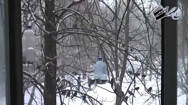 Природные катаклизмы. Это невероятно,  но факт. Скворцы прилетели зимой.