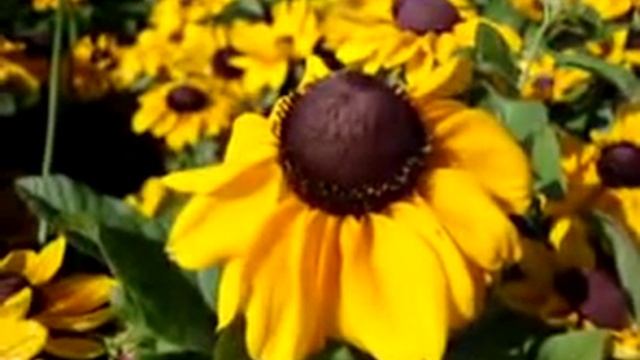 Рудбекия рассеченная смотреть онлайн