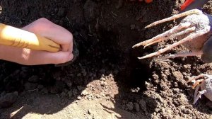 ? Посадили 26 сортов картофеля ? Выращивание картофеля по технологии Гордеевых