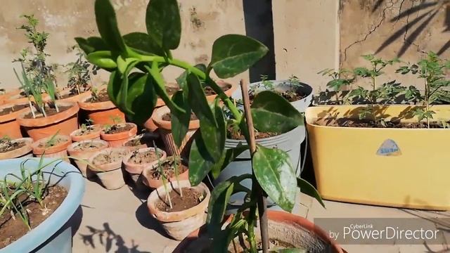 Baby Sun Rose Plant Care and Growth Tips in Winter | Aptenia Cordifolia winter tips смотреть онлайн