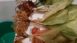 АГЛАОНЕМА. Адаптация тайских аглаонем с ОКС на канале Чурбановой Светланы "Цветочная фея"