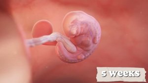 Ты беременна. 1 триместр.