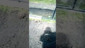 Фундамент для теплицы за 1.000 рублей своими силами.