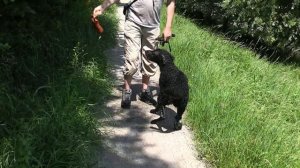 Just a curly coated retriever (Bennie's first movie)