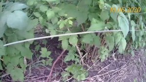 Шпалера с малиной. Выращивание малины на агроволокне