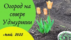 Выкопала рано тюльпаны в прошлом году. Зацветут ли.