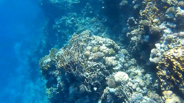 Снорклинг на Красном море, кораллы (1)