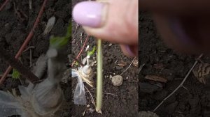 Прививка зизифуса весной.