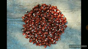 72. КУКУРУЗА, какие выбрать семена для выращивания.