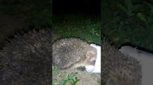 Наглый ежик. Ёжик,ни головы,ни ножек Impudent hedgehog. Hedgehog,no head, no legs.