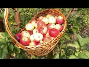 Как бороться с плодожоркой и личинками бабочки боярышницы.