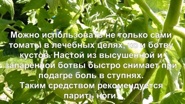 Помидоры. Польза и вред для организма. смотреть онлайн