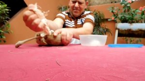 открываем и дегустируем плод баобаба