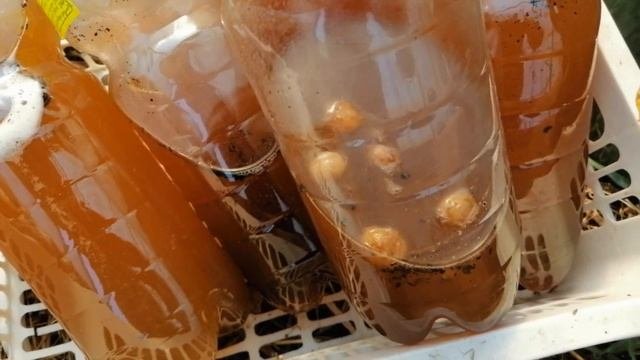 Изготовление берёзового кваса из берёзового сока, с ячменем. Напиток здоровья наших предков. 3.