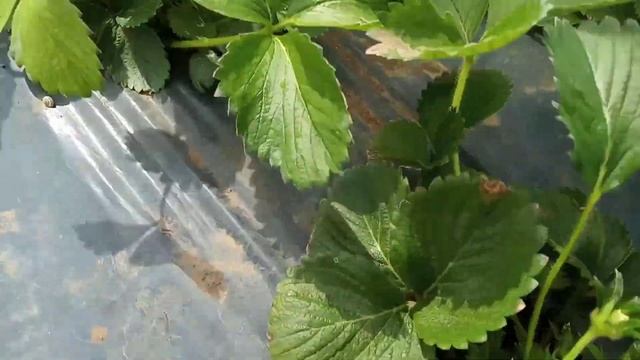 Рассада клубники для быстрого старта. Упаковка саженцев клубники и общий обзор растений