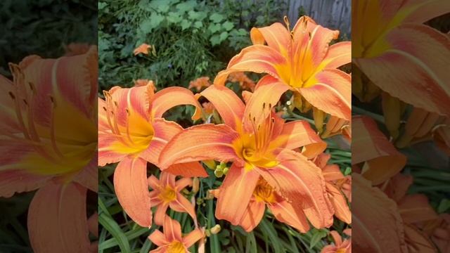 Лечебная музыка от панических атак для релаксации и успокоения. Villano&Tsarew 2020 год смотреть онлайн