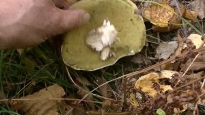 ВОТ ЭТО ГРИБАЛОЧКА в ОКТЯБРЕ, и БЕЛЫЕ ,и ОПЯТА ,и РЯДОВКИ с МАСЛЯТАМИ.