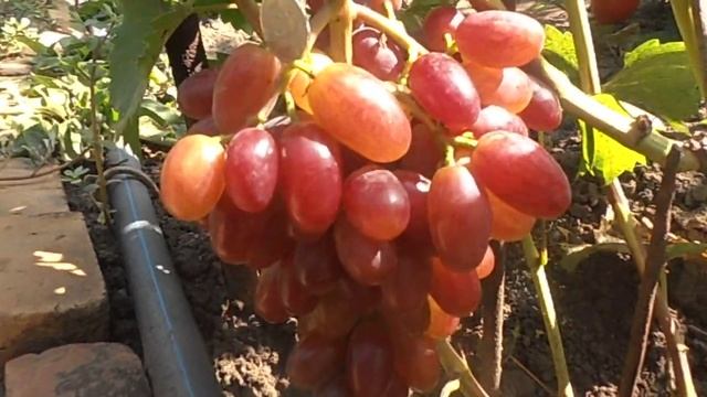 Виноград Гусар смотреть онлайн